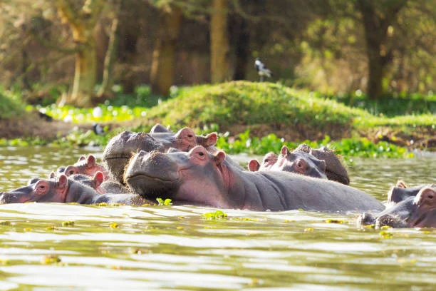 5 Day Kenya Family Safari Through the Lakes and Masai Mara
