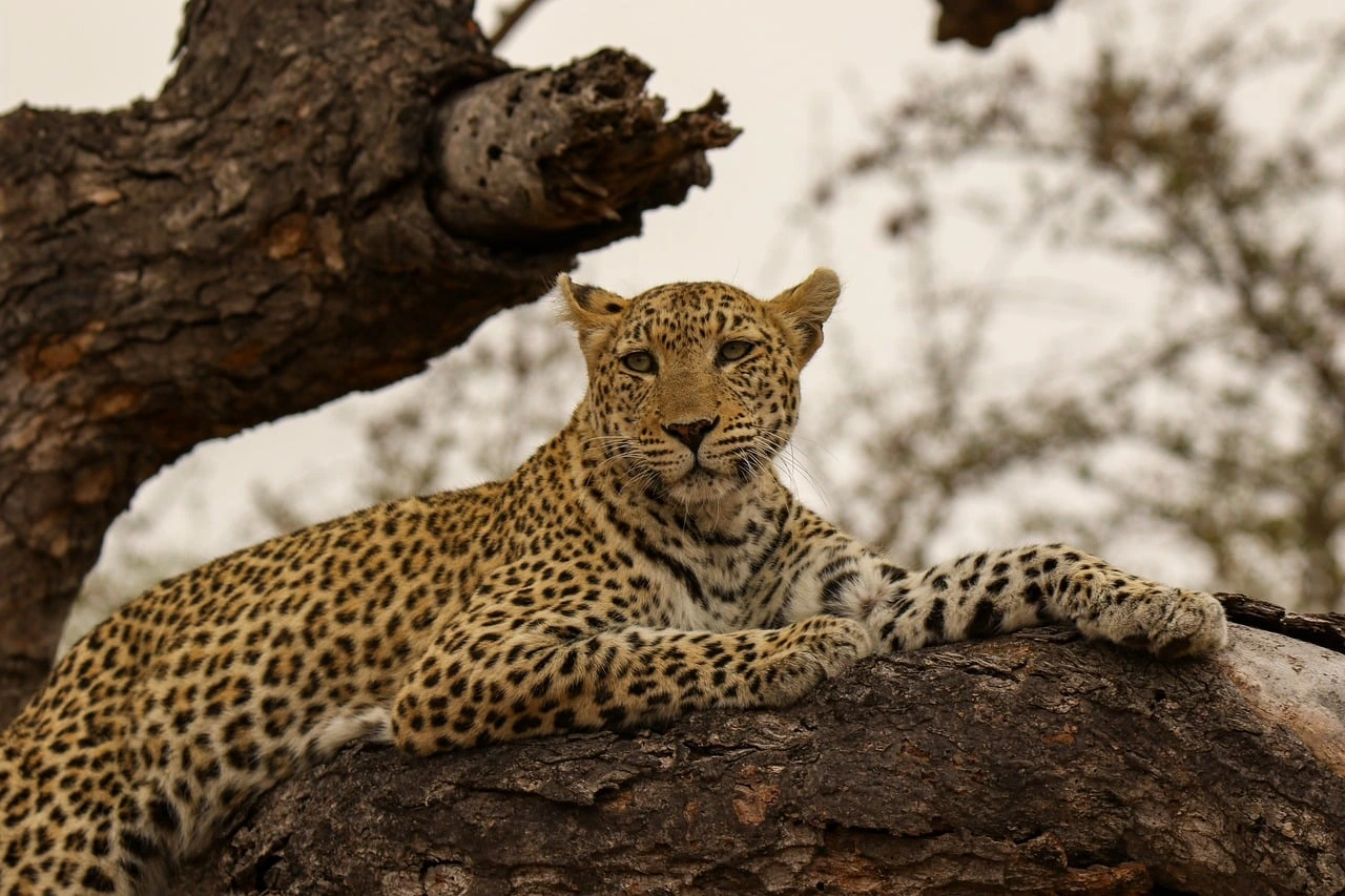 African Leopard on a Kenya safari