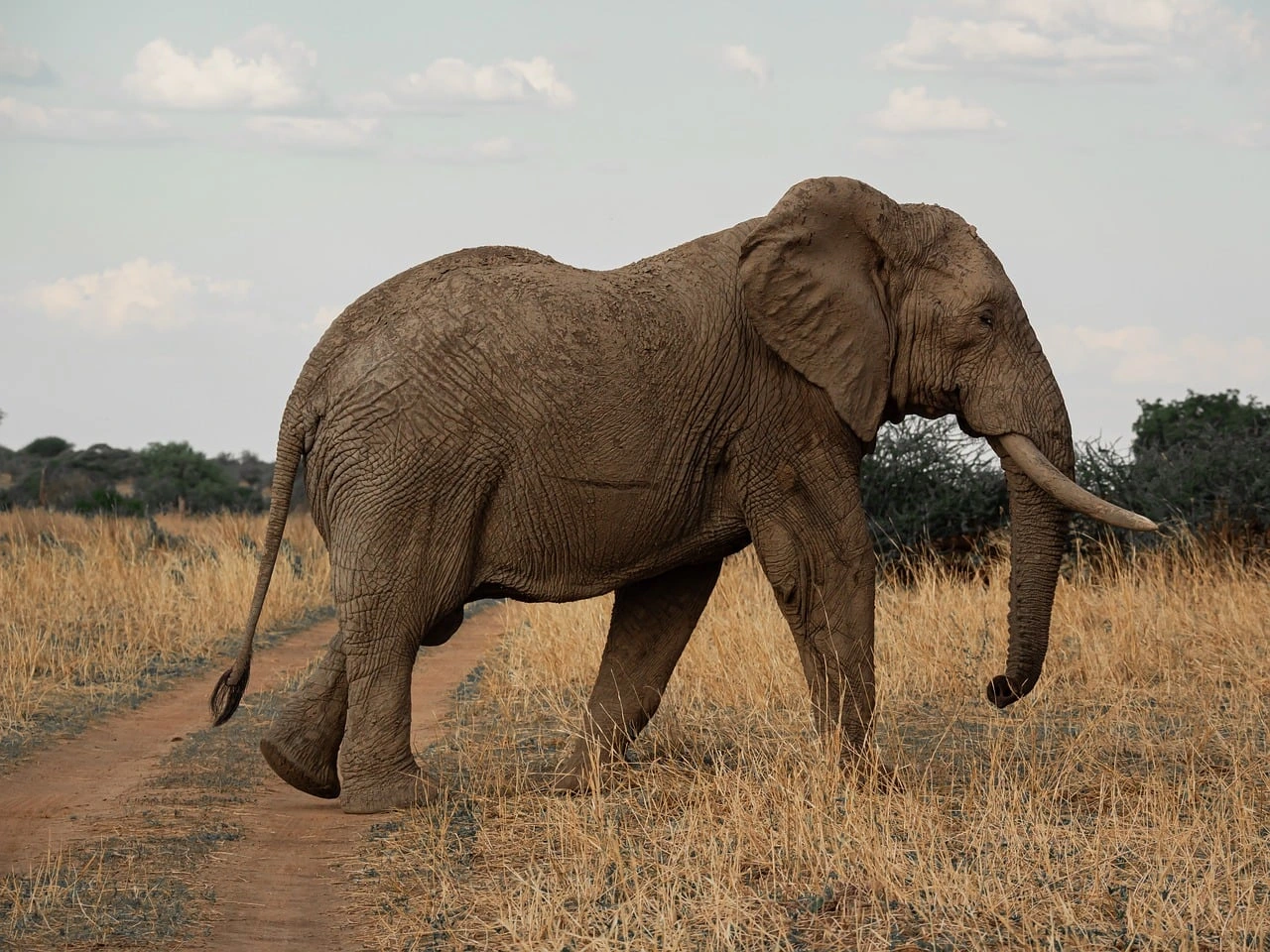 African Elephant on a Kenya safari