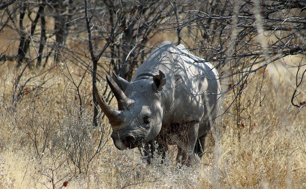 Rhinoceros on a Kenya safari