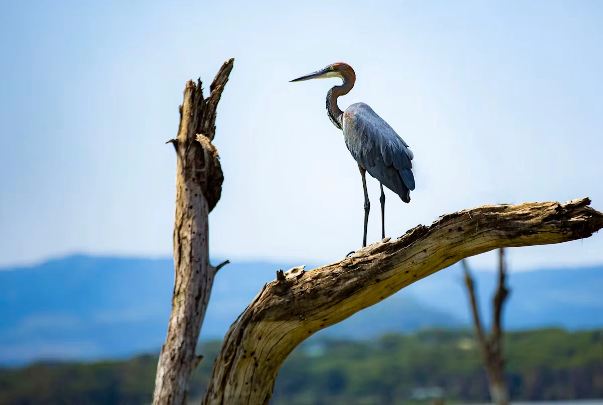 Bird and hippo sighting at Lake Naivasha imgi 131 photo 1691221890379 b9e028f3aada
