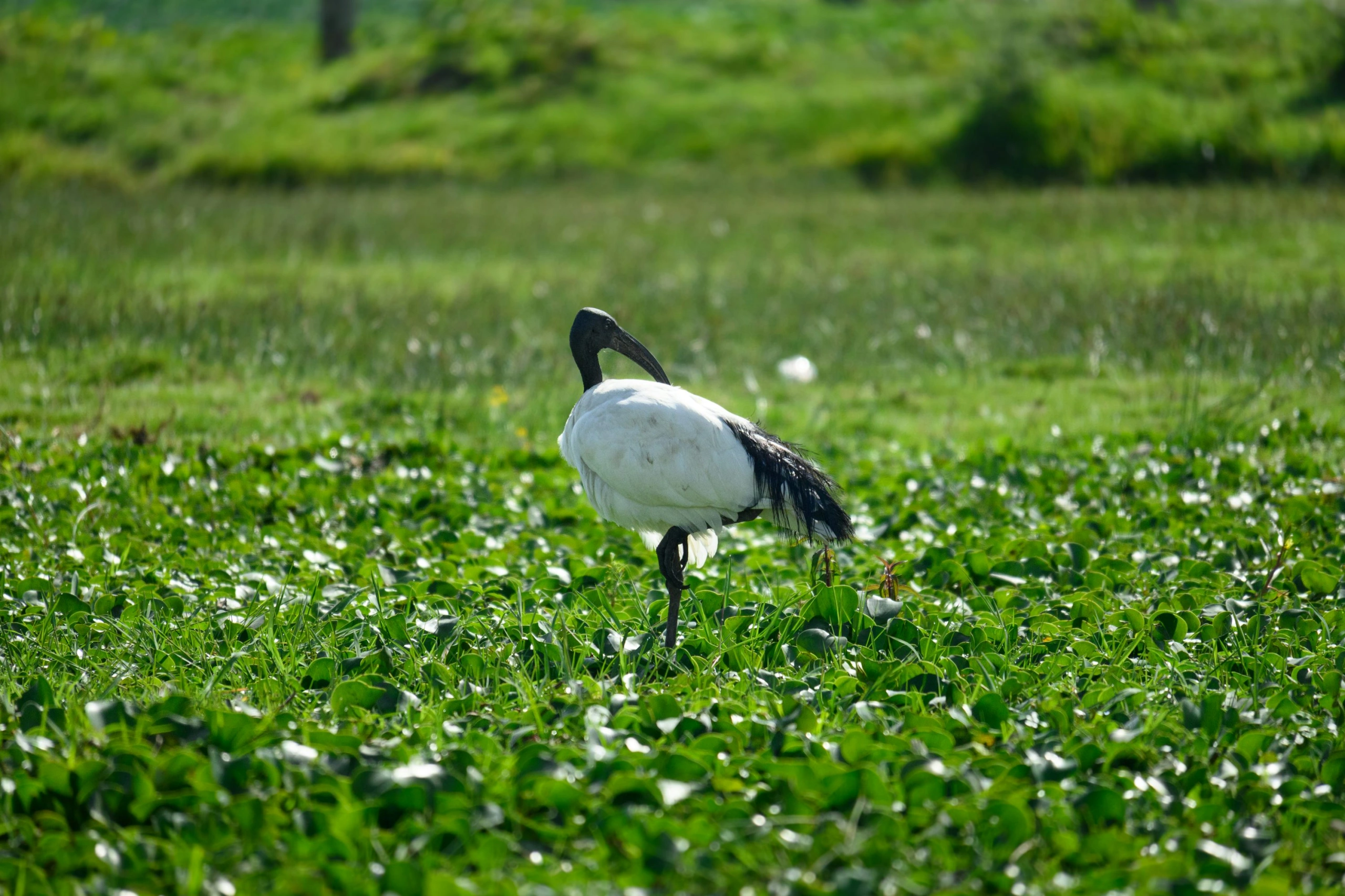 9 Day Kenya Family Conservation and Wildlife Safari