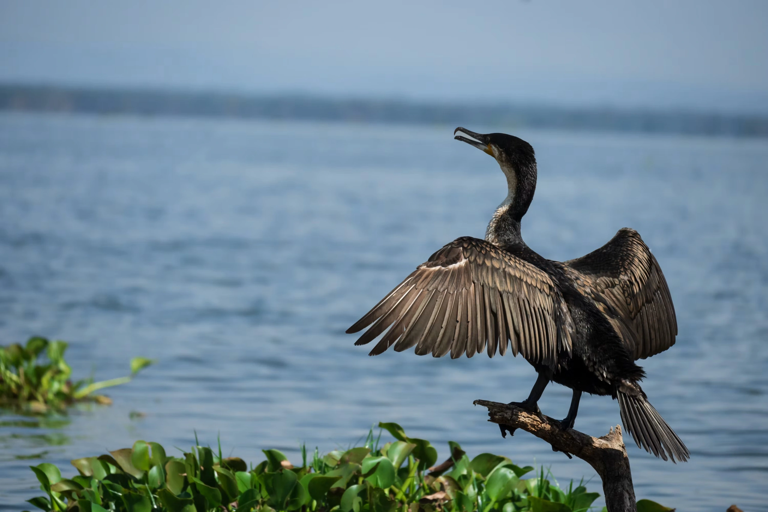 11 Day Masai Mara and Southern Kenya Safari with Diani Beach