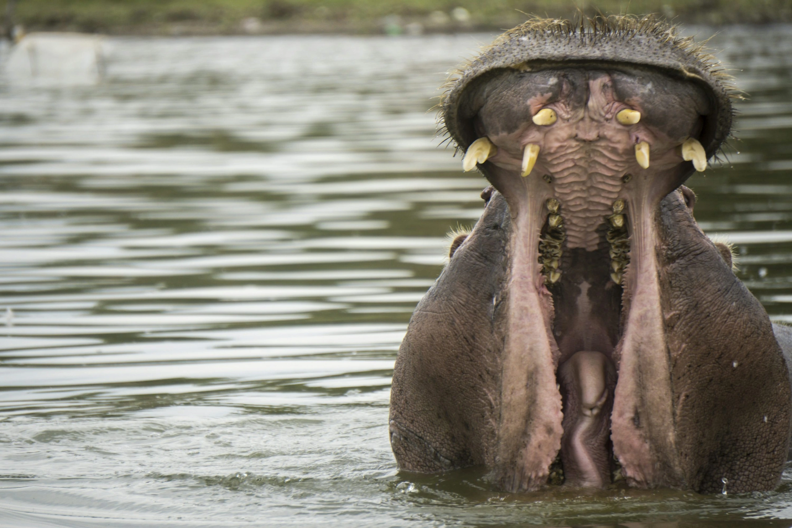 10 Day Kenya Grand Family Safari from Samburu to Amboseli