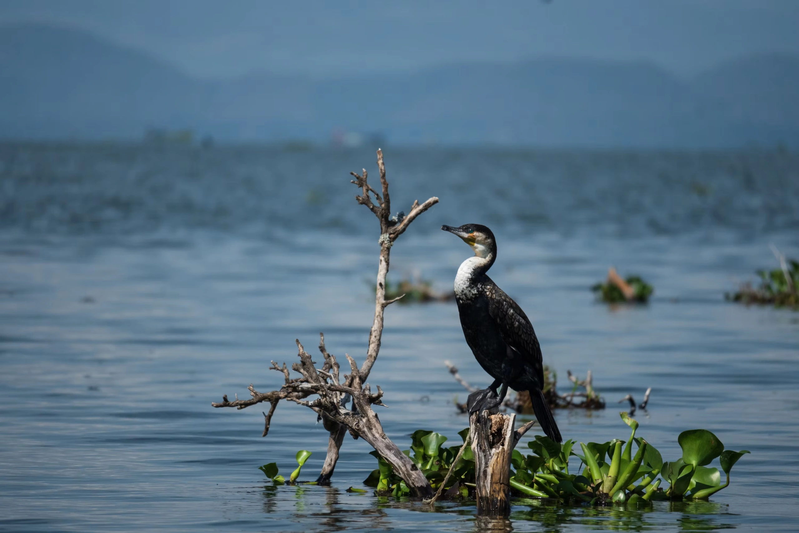 Bird and hippo sighting at Lake Naivasha imgi 21 photo 1736763374108 b31fd672f071