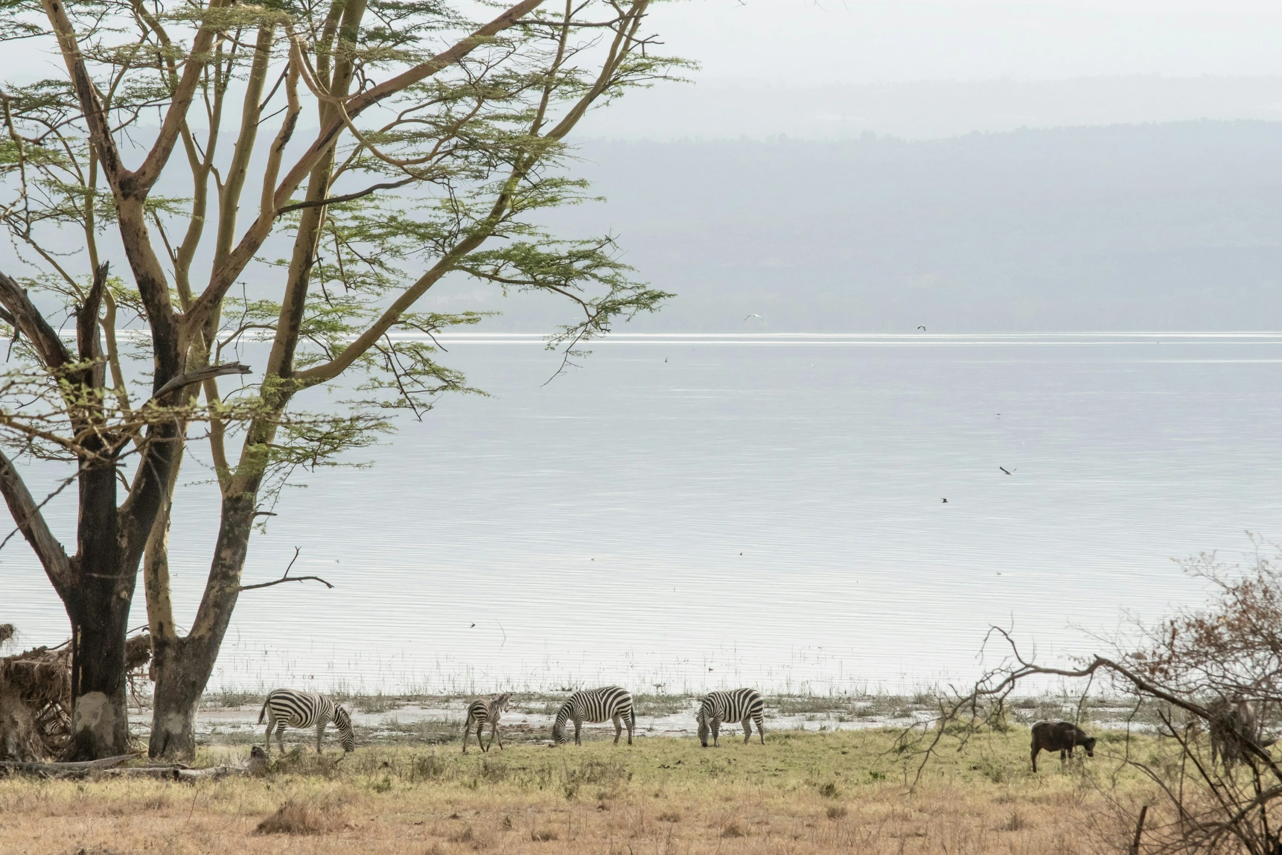 Wildlife sighting at Lake Nakuru National Park imgi 22 photo 1554490594 0e5b97120099