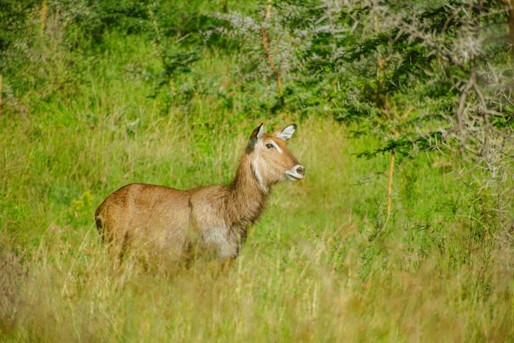 3-Day Lake Naivasha and Lake Nakuru Private Safari