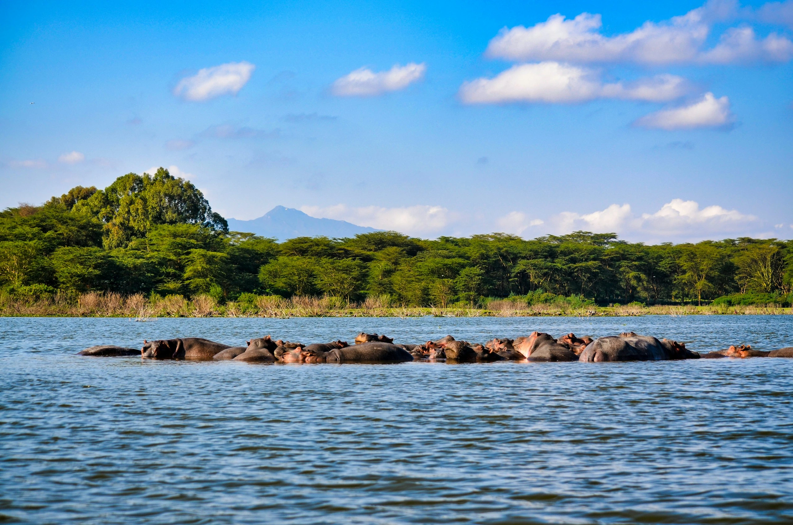 Wildlife sighting at Lake Nakuru National Park imgi 19 photo 1623745494461 c5afa6f6e507
