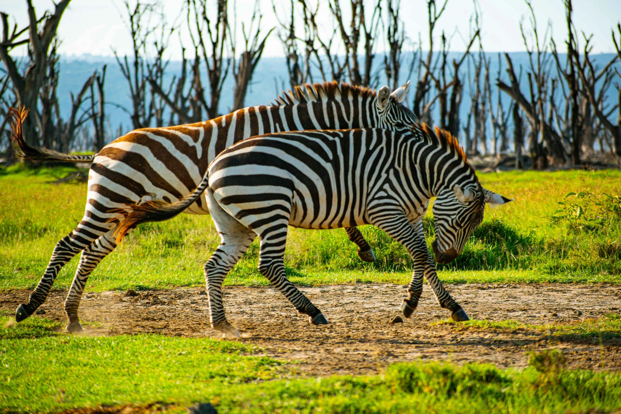 Wildlife sighting at Lake Nakuru National Park imgi 9 photo 1706393930160 7461857864e2