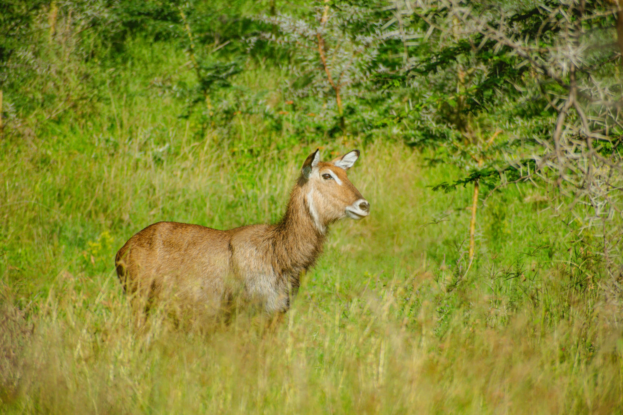 Wildlife sighting at Lake Nakuru National Park imgi 8 photo 1706395449079 9005a200f22e