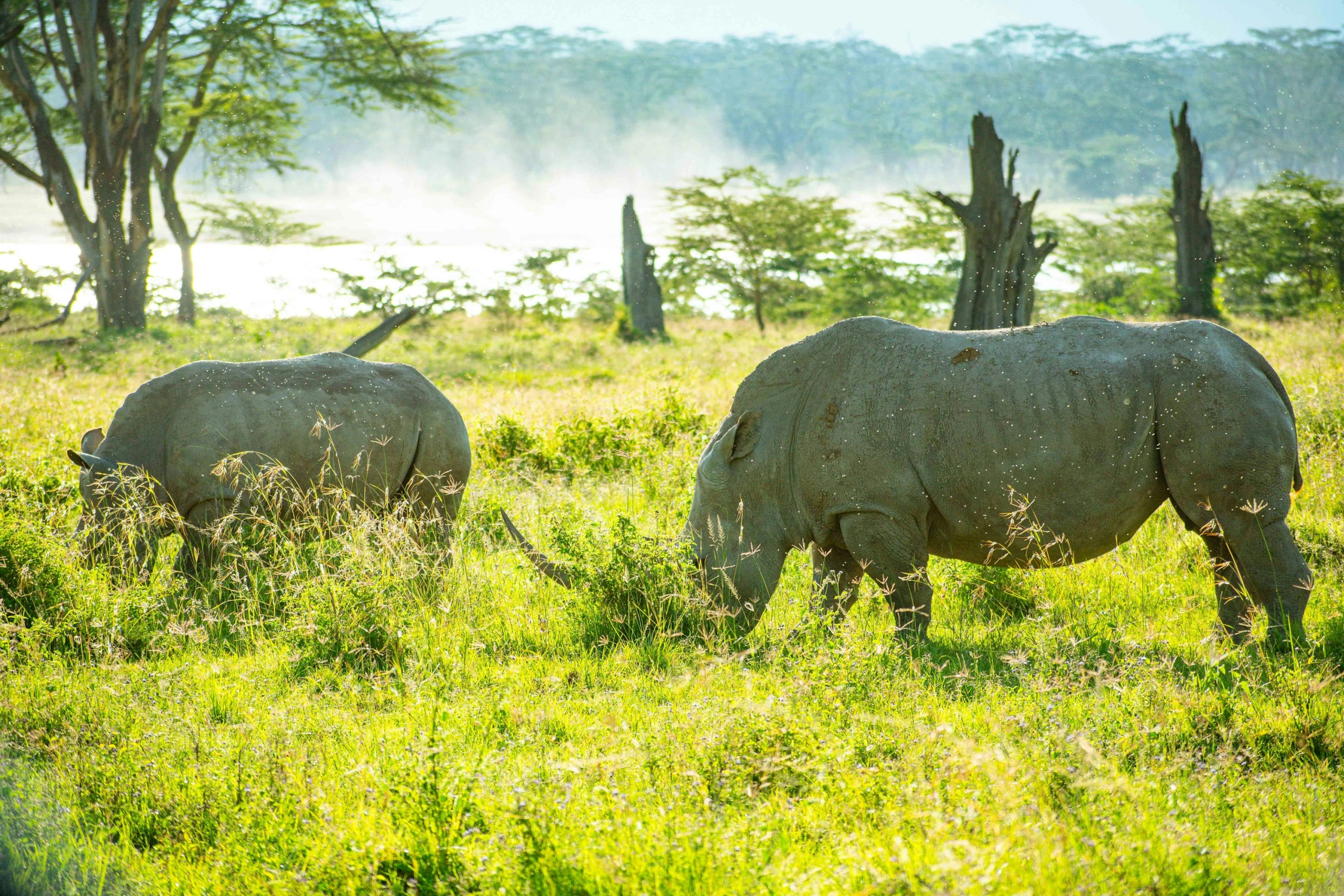 Wildlife sighting at Lake Nakuru National Park imgi 1 photo 1706394212063 1017e86d5d4b