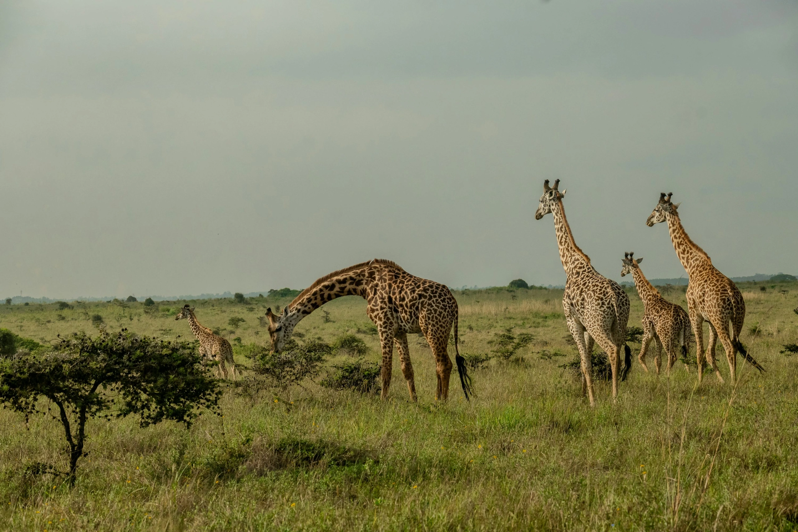 Wildlife spotting at Nairobi National Park imgi 38 photo 1736683040243 94e9f1c1b57f
