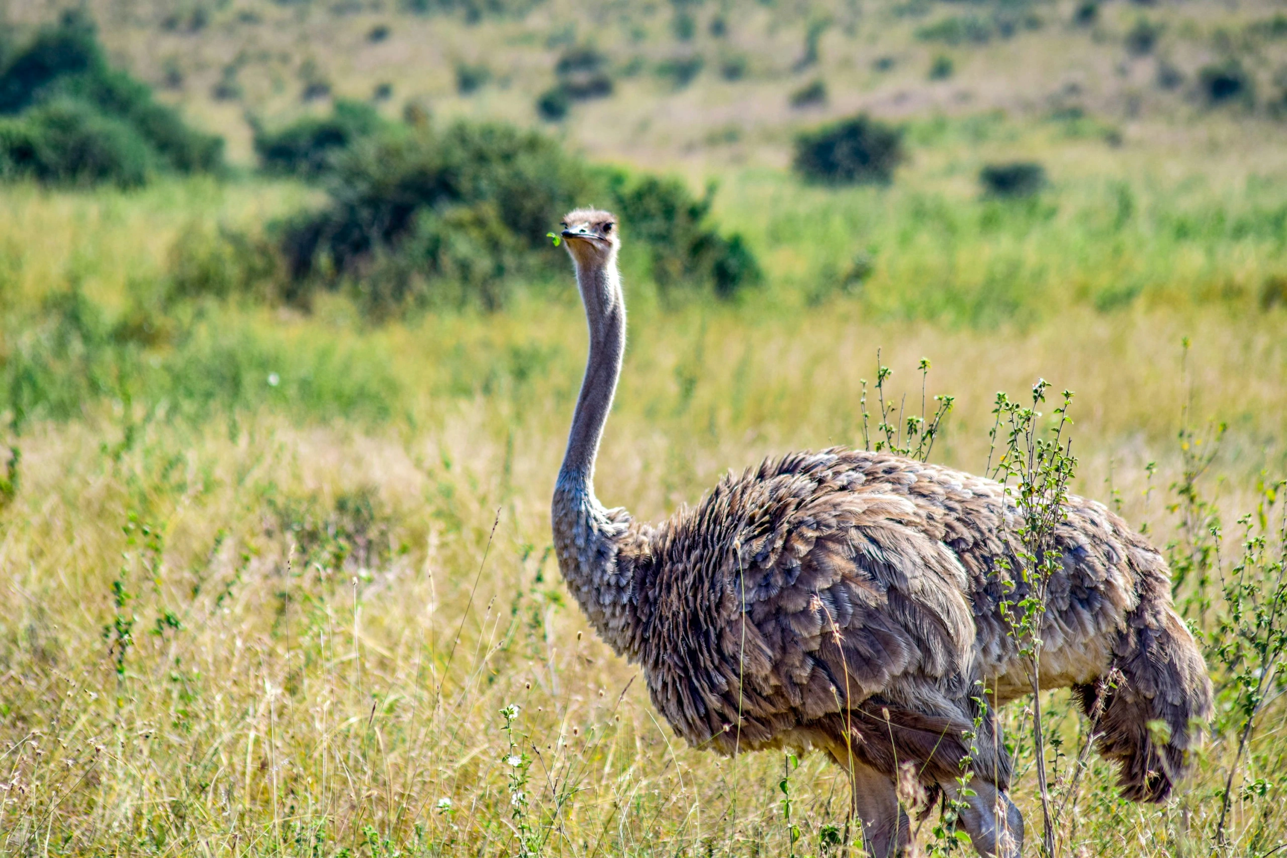 Wildlife spotting at Nairobi National Park imgi 33 photo 1635225740482 3a23834924a3