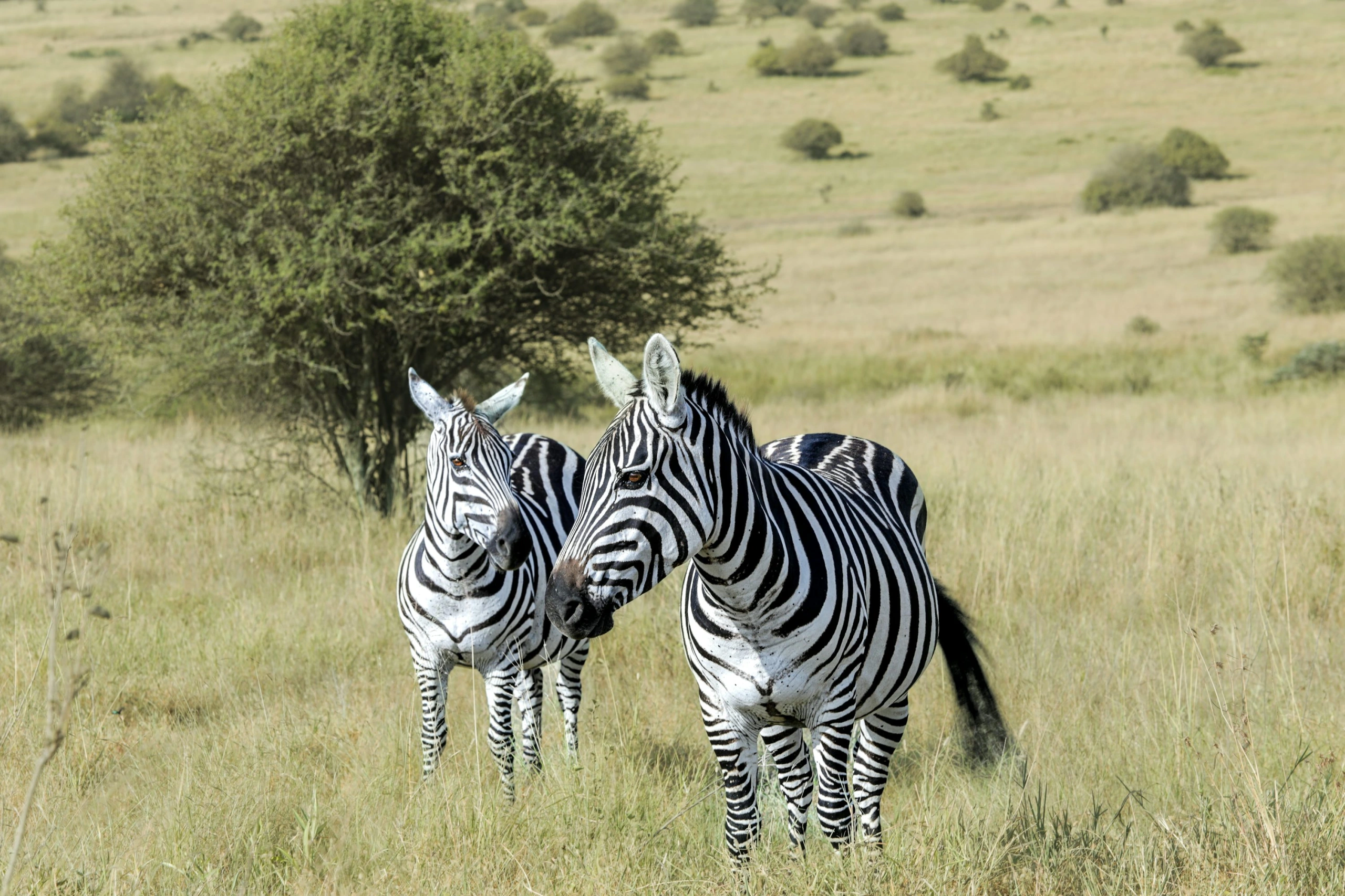 Wildlife spotting at Nairobi National Park imgi 22 photo 1709231211477 334b4654ae67