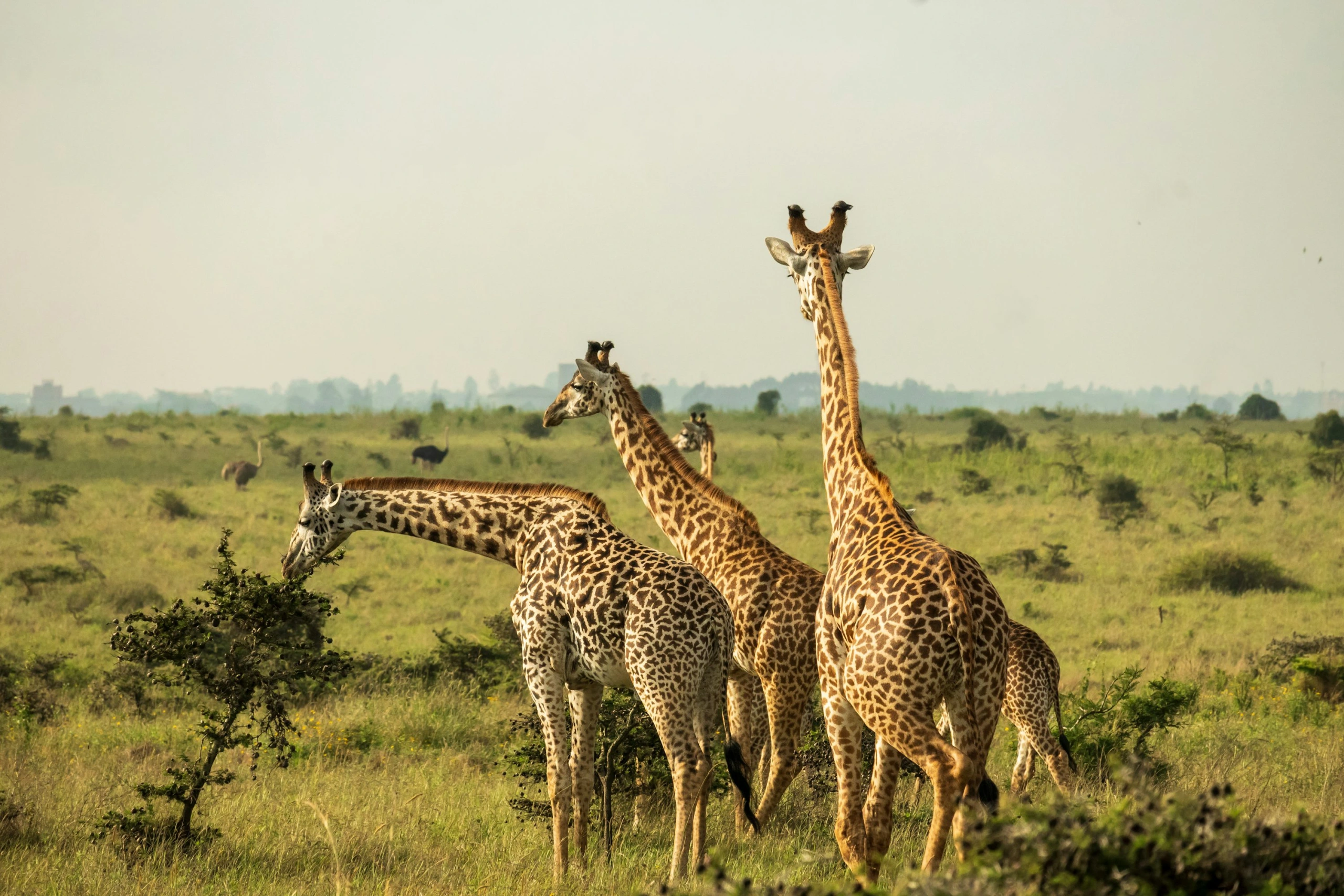 Nairobi National Park