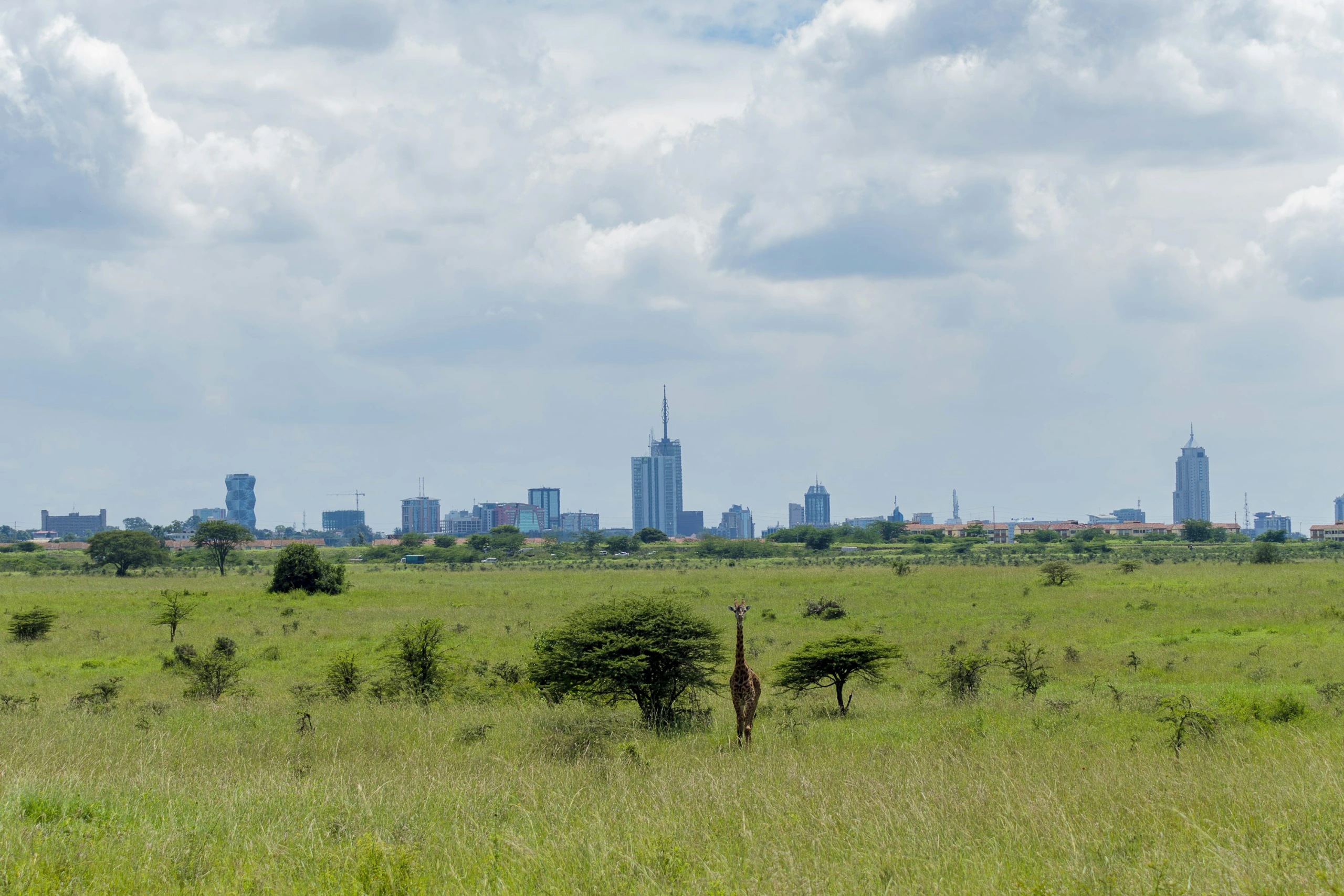 Wildlife spotting at Nairobi National Park imgi 19 photo 1613457231357 a5db3bc5bd81