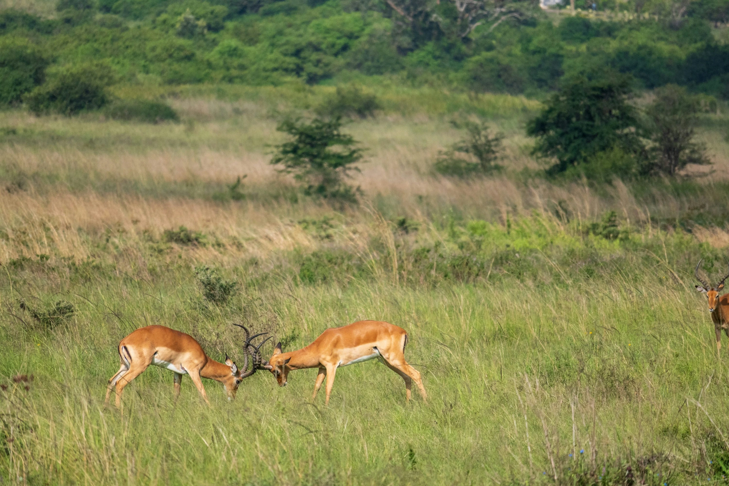 1 Day Nairobi National Park Private Safari