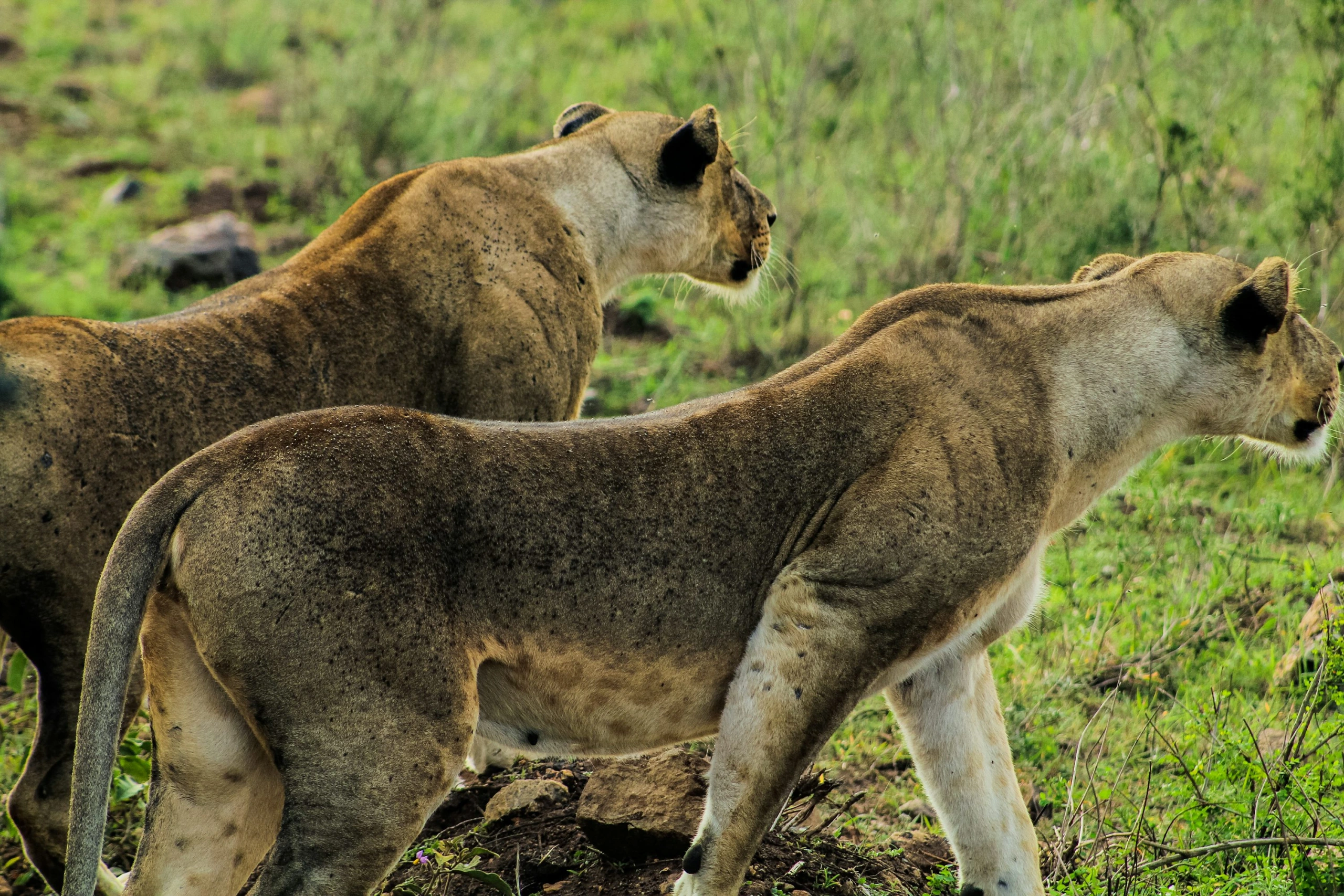 Wildlife spotting at Nairobi National Park imgi 9 photo 1671784316370 cbe47438fc72