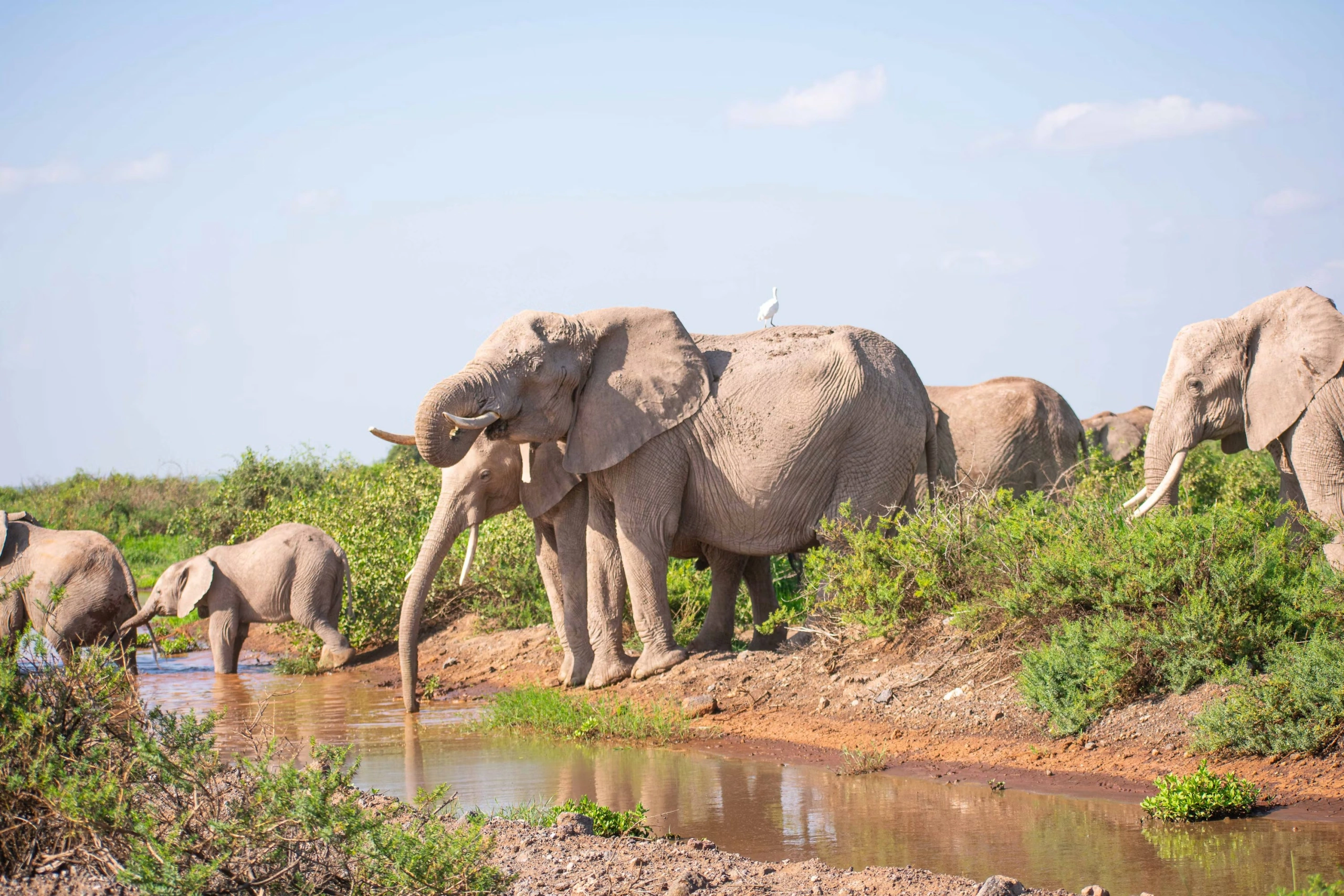 Wildlife spotting at Amboseli National park imgi 20 photo 1706398760466 3d3030ab289a