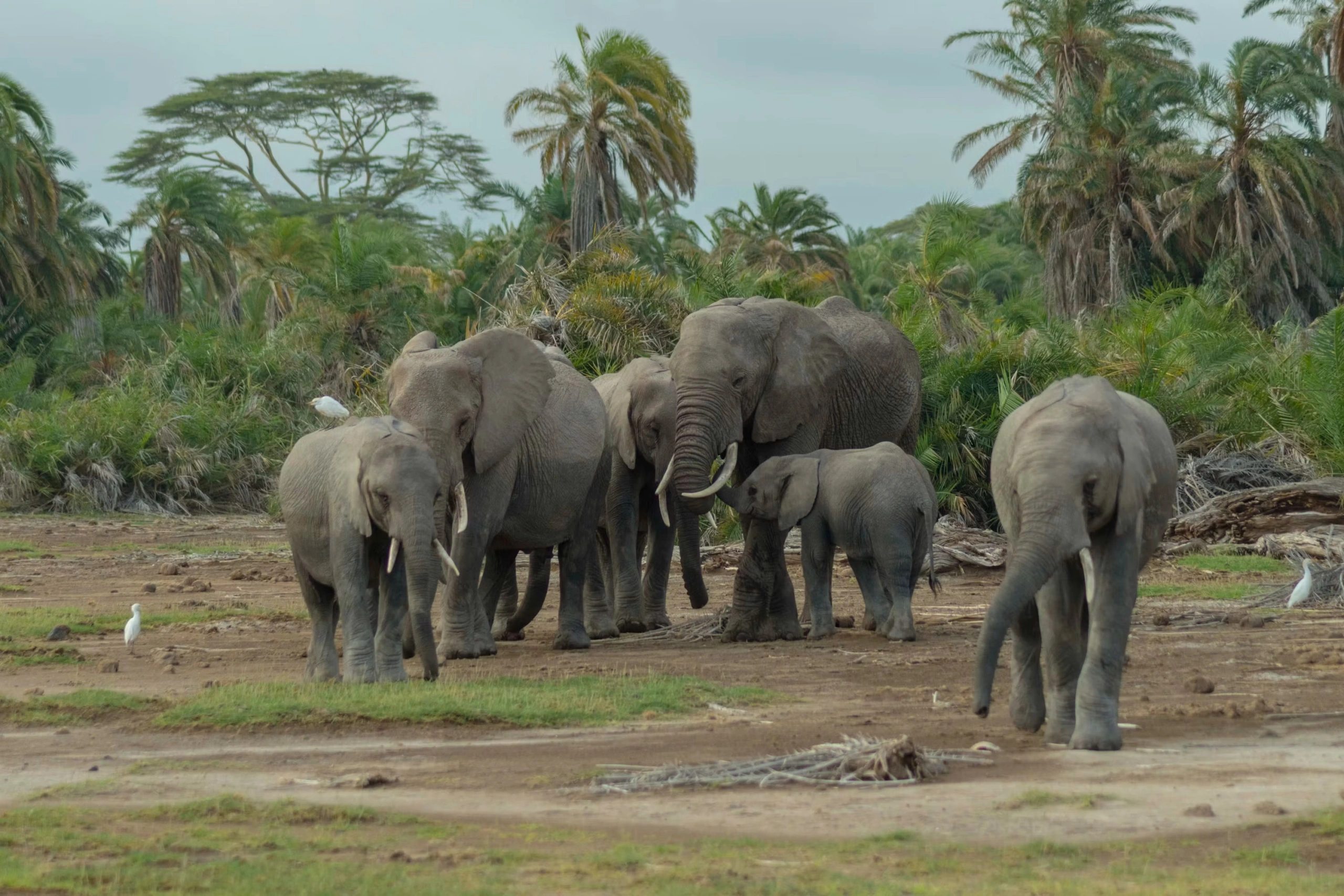 9 Day Southern Kenya Wildlife Safari and Diani Beach