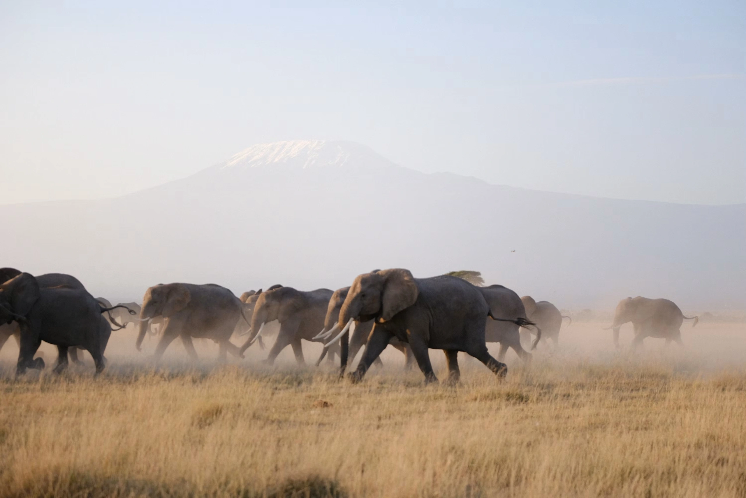 Wildlife spotting at Amboseli National park imgi 7 photo 1740928507728 841d214e1b3c