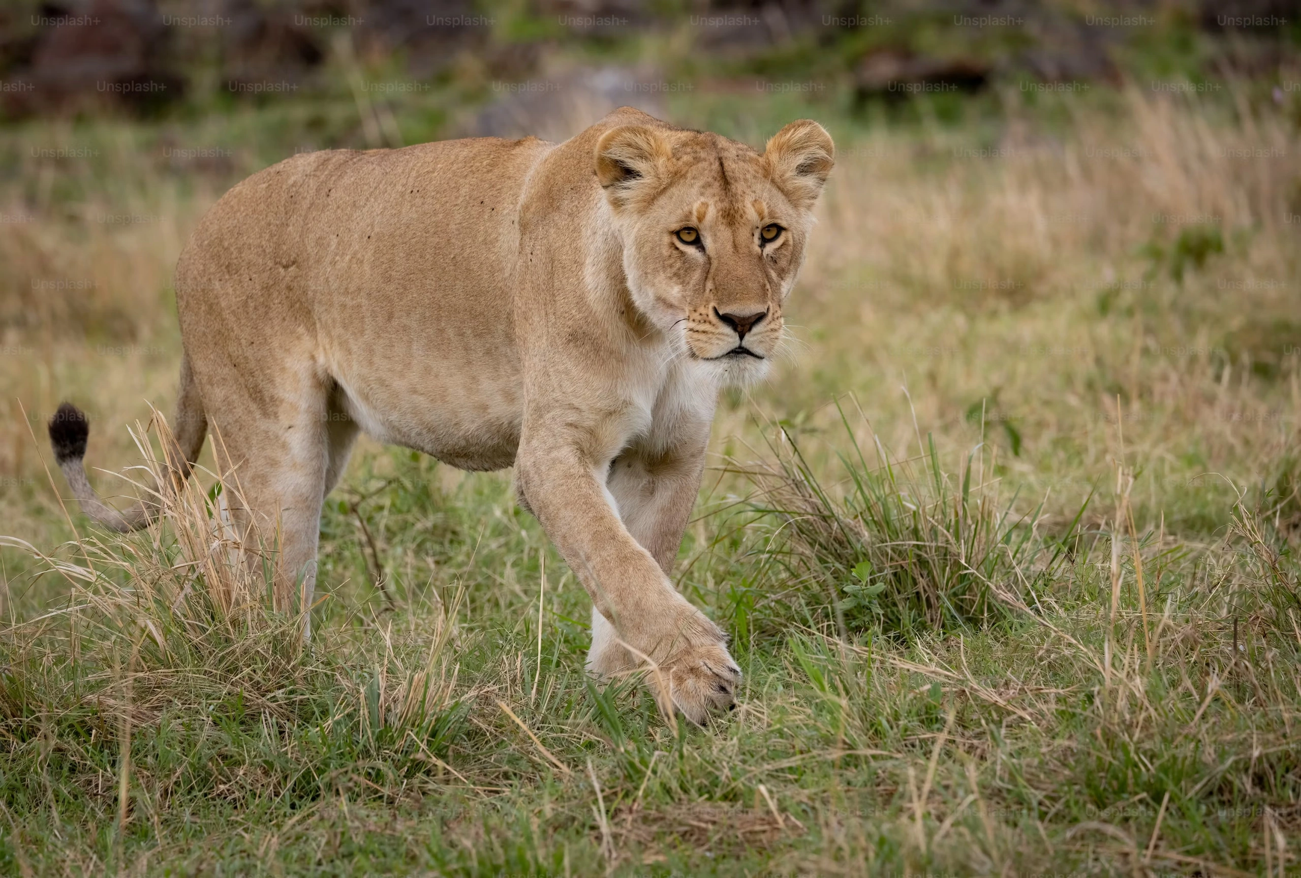 What to Pack for a Kenya Safari: The Complete Packing Checklist
