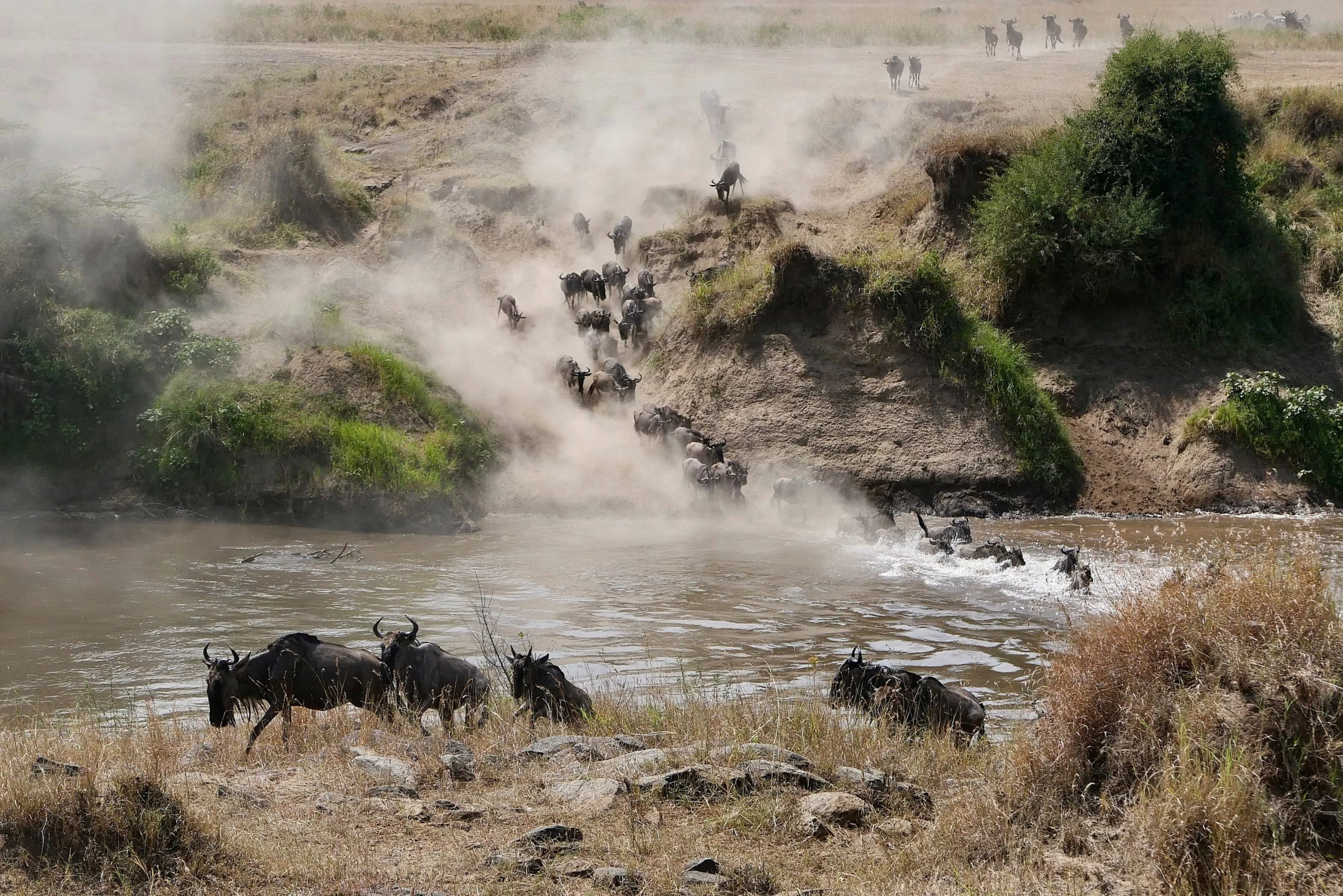 Wildlife sighting at Masaimara National Reserve imgi 30 photo 1729708309658 929aadd7d75e