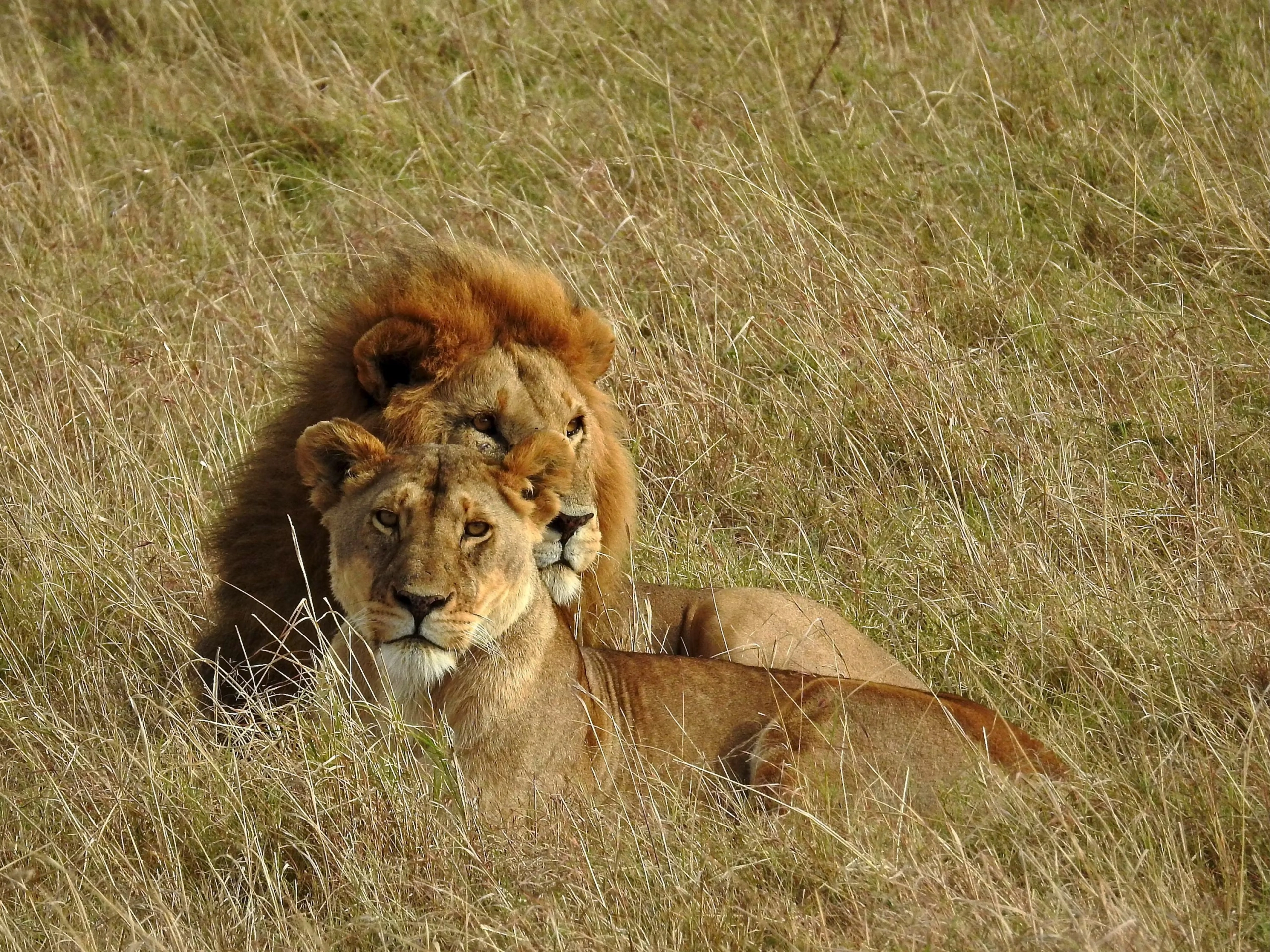 Wildlife sighting at Masaimara National Reserve imgi 28 photo 1639221328493 f00c07470c44