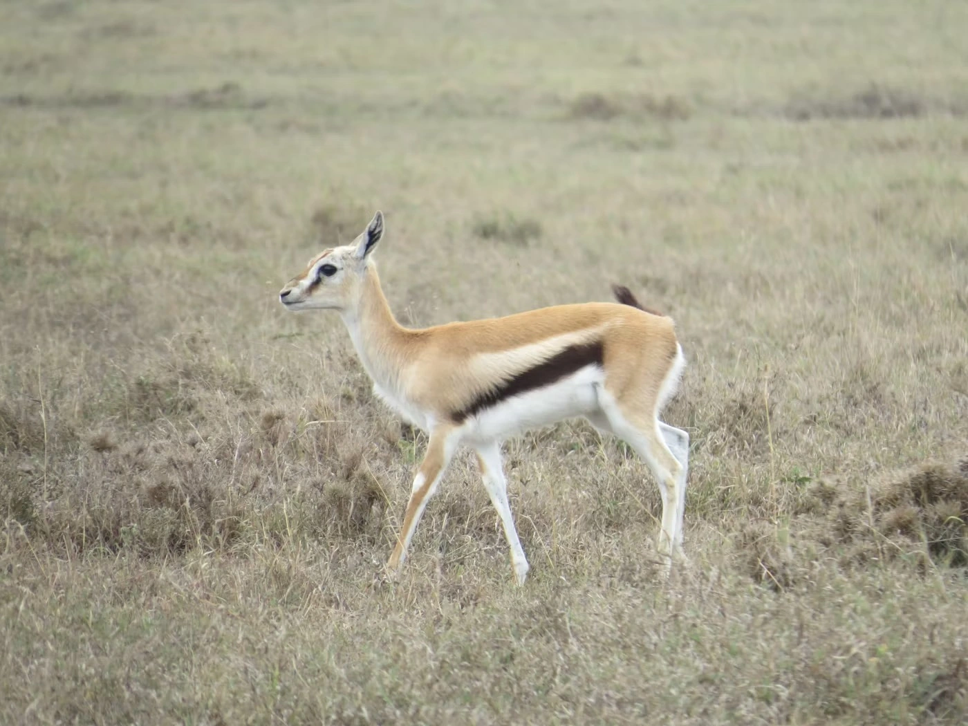 3-Day Ol Pejeta Conservancy Safari from Nairobi