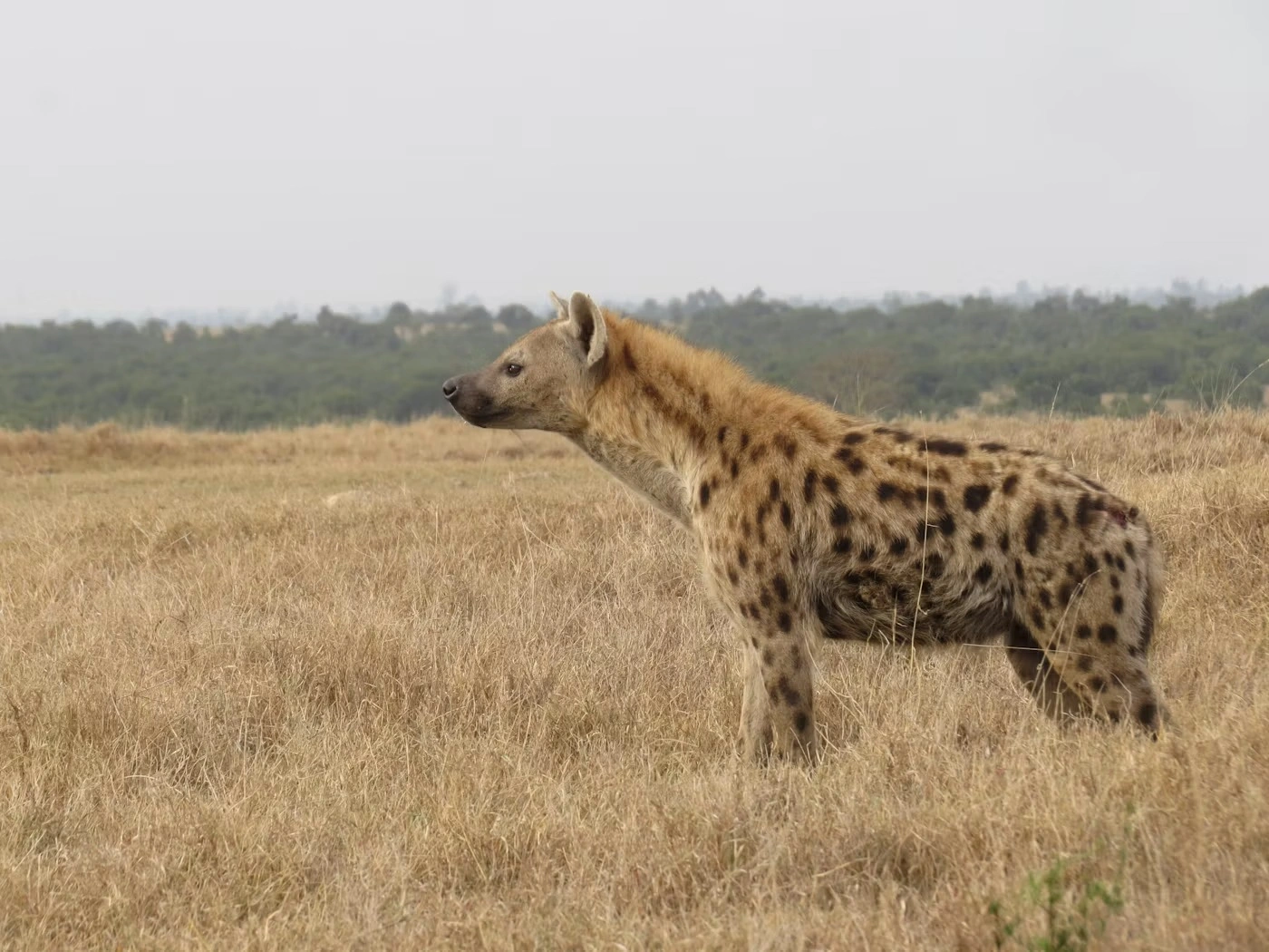 Wildlife spotting at Olpejeta Conservancy imgi 183 photo 1643694062785 152c5b529d67