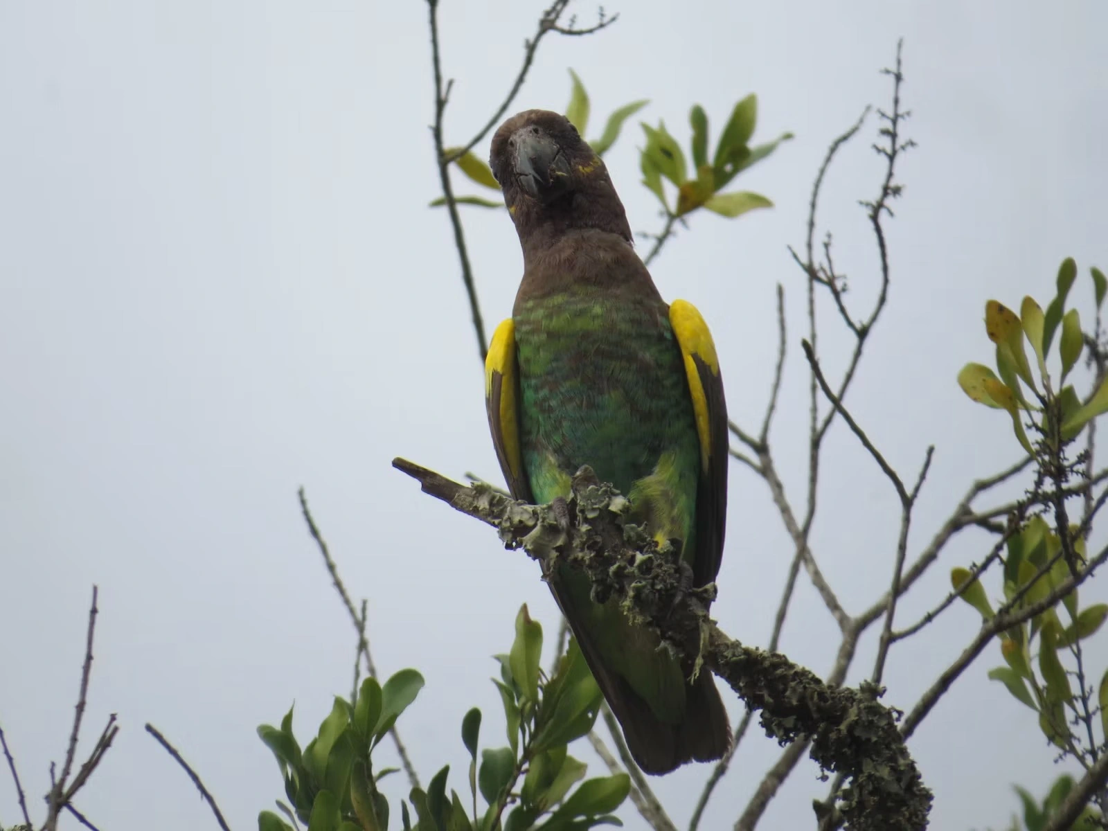 Wildlife spotting at Olpejeta Conservancy imgi 141 photo 1643700962435 5310e408d867