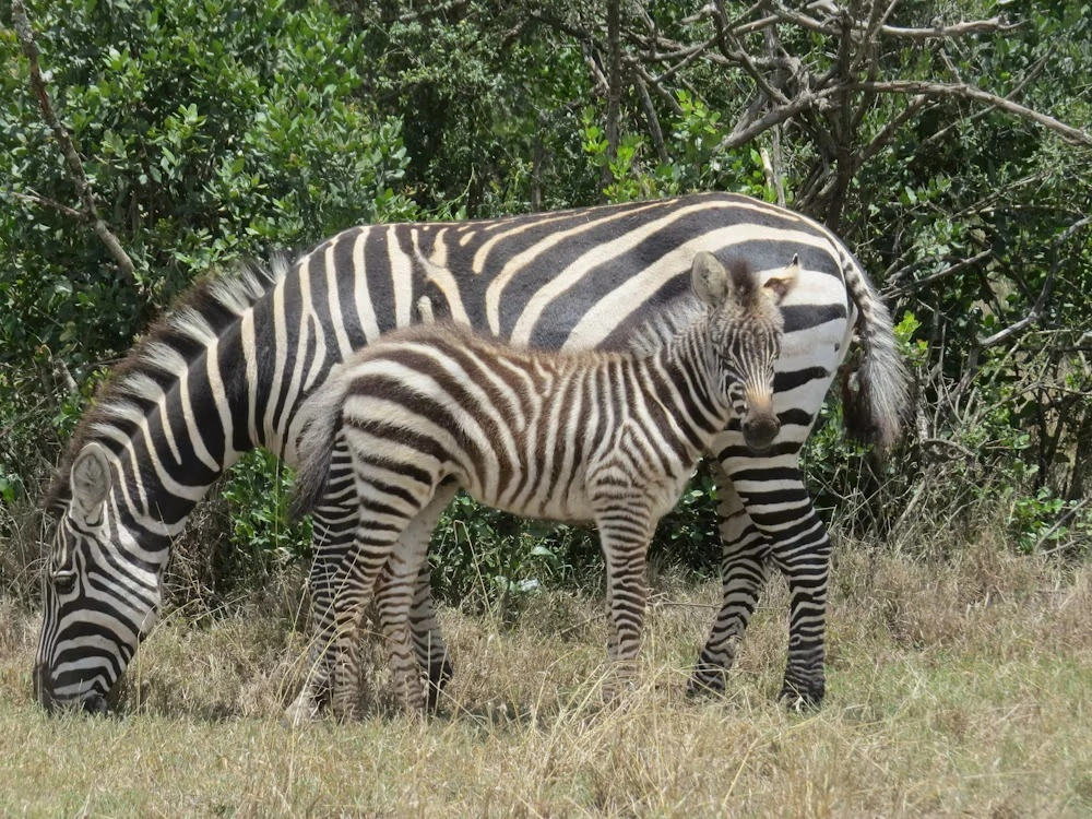 Wildlife spotting at Olpejeta Conservancy imgi 94 photo 1643700824792 572e8476e0e0
