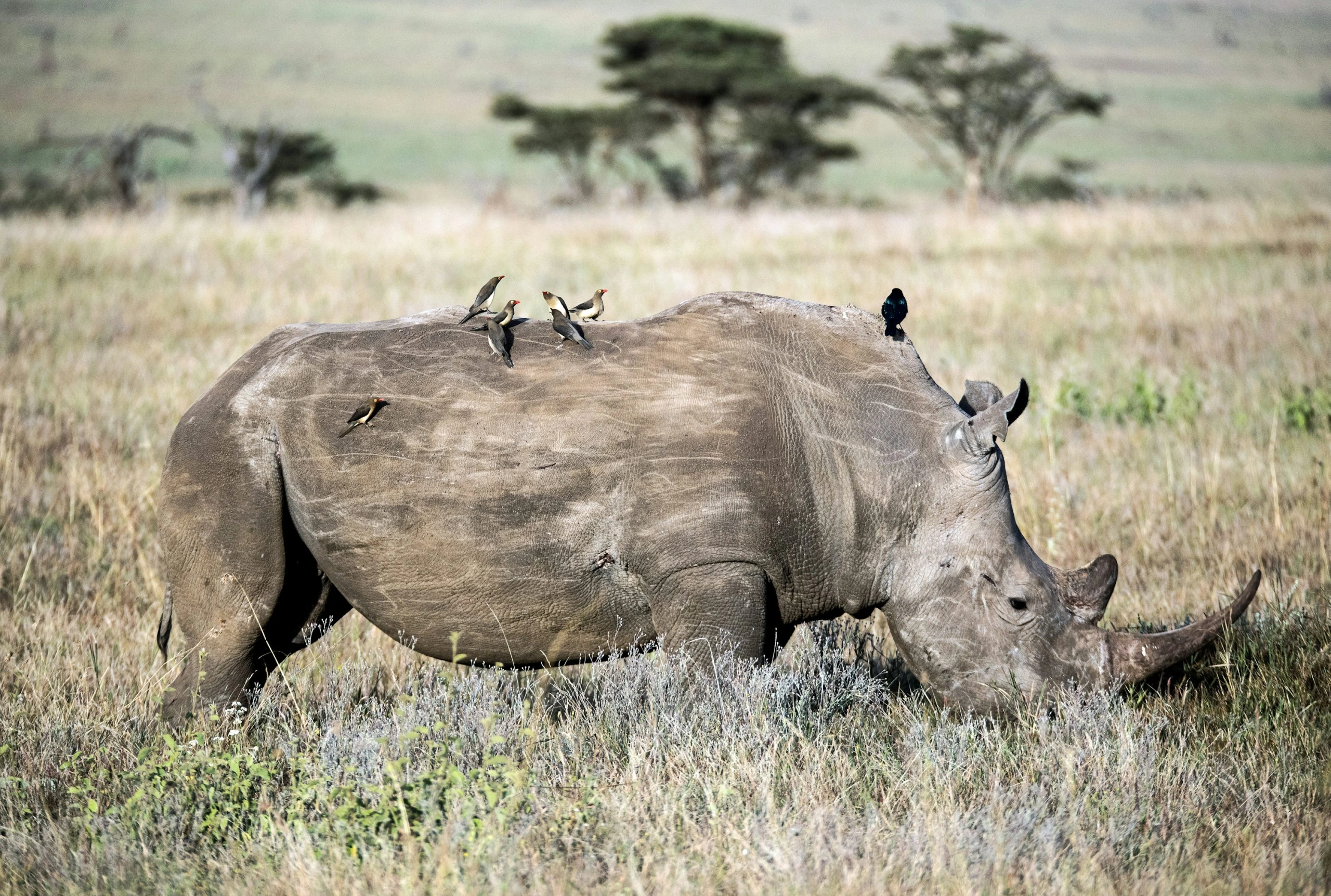 Lewa Wildlife Conservancy