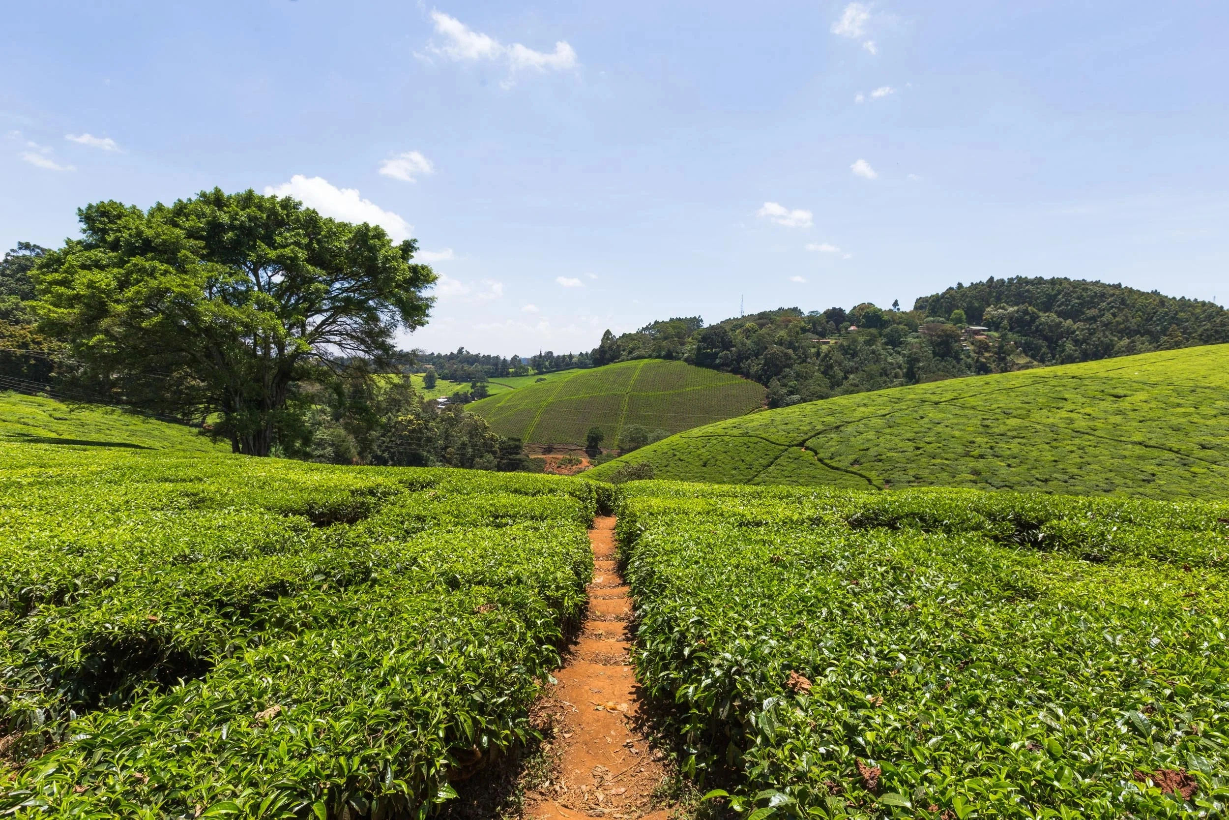 Kiambethu tea farm imgi 28 Kiambethu+Tea+Farm+ 73