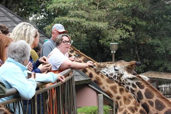 1 Day Nairobi Elephant Nursery Giraffe and Karen Tour